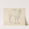 Study of a Camel facing right by Sawrey Gilpin