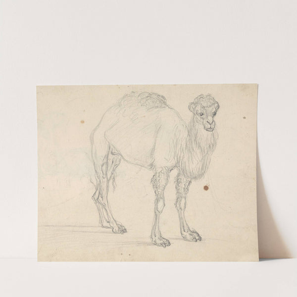 Study of a Camel facing right by Sawrey Gilpin