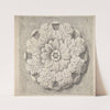 Study of a Classical Rosette by Thomas Hardwick