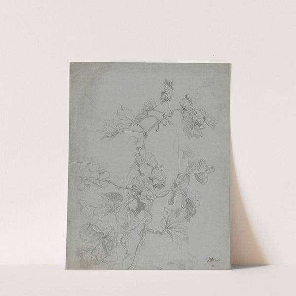 Study of a Climbing Plant (Pumpkin Family) by James Ward