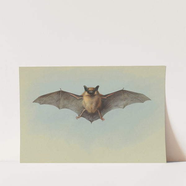 Study of a common pipistrelle bat by Archibald Thorburn