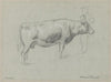 Study of a Cow (1895)