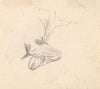 Study of a Cow’s Hoof