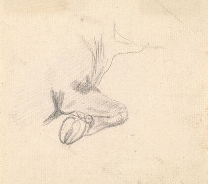 Study of a Cow’s Hoof