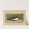 Study of a Dead Swallow (1837) by Johan Thomas Lundbye