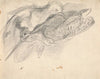 Study of a Dead Woodcock and Another Bird