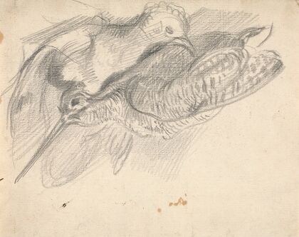 Study of a Dead Woodcock and Another Bird