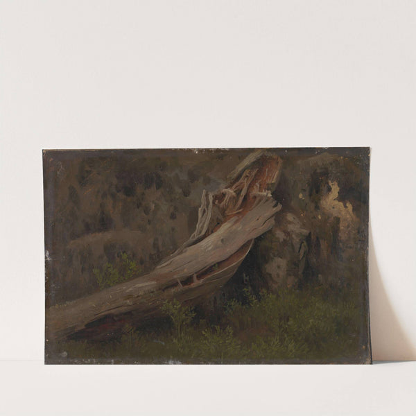 Study of a decaying Trunk by August Cappelen