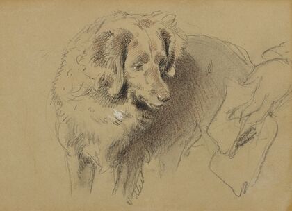 Study of a Dog