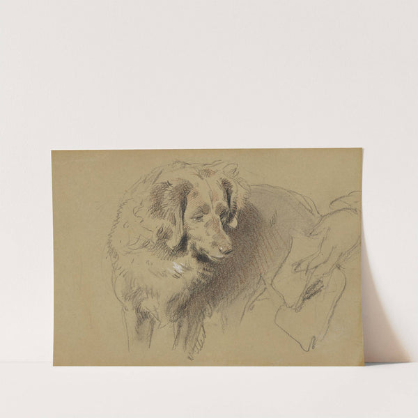 Study of a Dog by Sir Edwin Henry Landseer