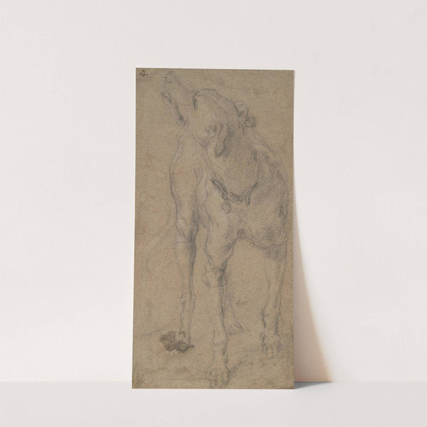 Study of a Dog by Abraham Hondius