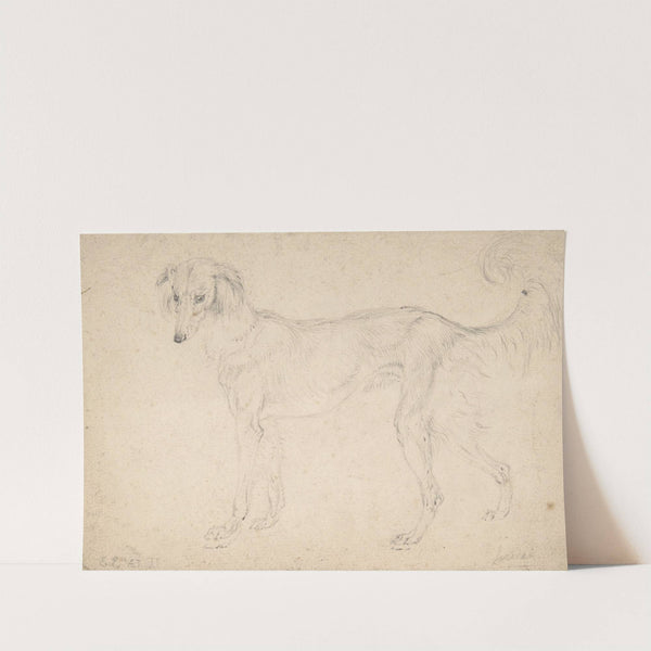 Study of a Feathered Saluki, Facing Left by Sir Edwin Henry Landseer