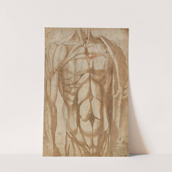 Study of a Flayed Torso (verso) by Bartolommeo da Arezzo