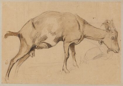Study of a Goat (1872)