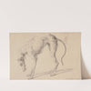 Study of a greyhound (1722) by Johann Elias Ridinger