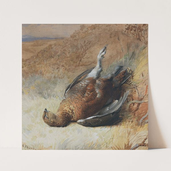Study of a grouse by Archibald Thorburn
