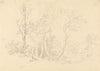 Study of a Holly Tree