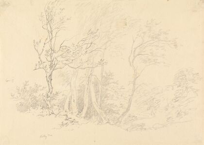 Study of a Holly Tree