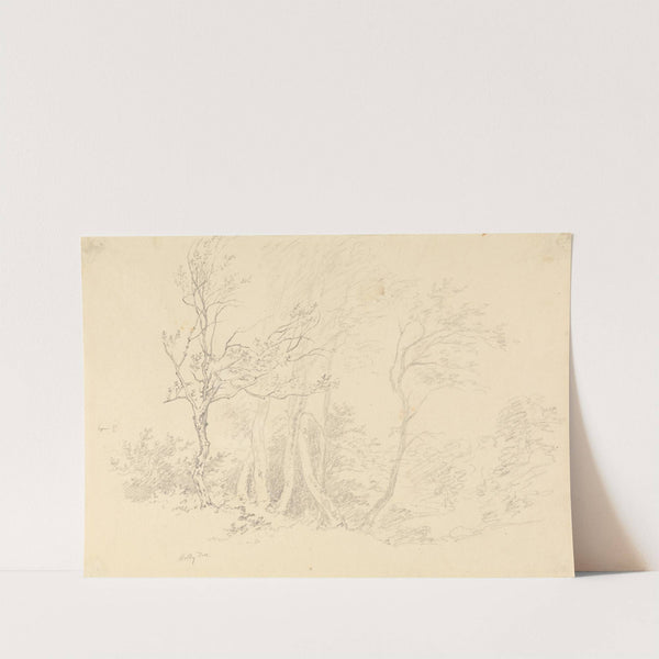 Study of a Holly Tree by Robert Hills