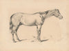 Study of a Horse I.