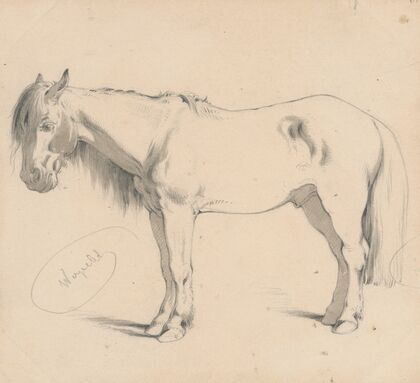 Study of a Horse with Long Mane II. — size preview