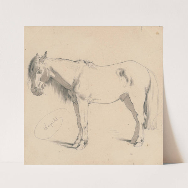 Study of a Horse with Long Mane II. by Friedrich Carl von Scheidlin
