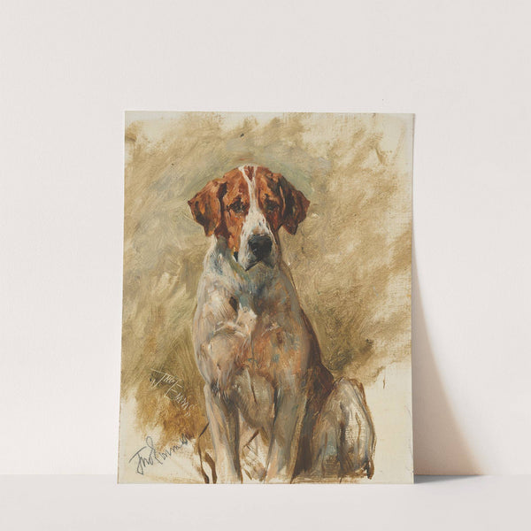 Study of a Hound by John Emms