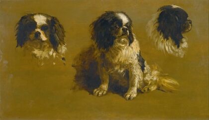 Study Of A King Charles Spaniel