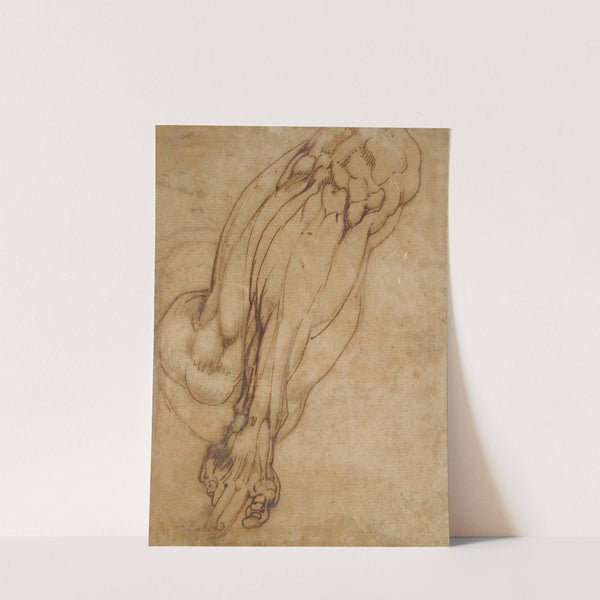 Study of a Leg by School of Michelangelo Buonarroti
