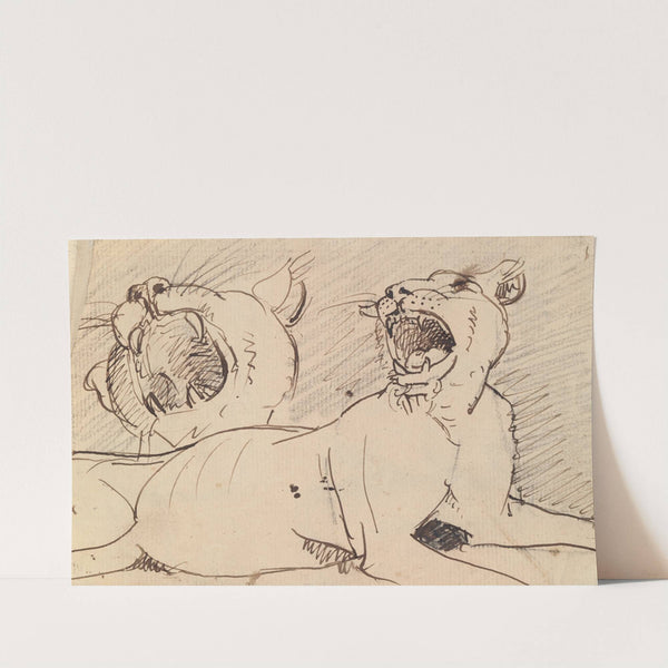 Study of a Lioness by Benjamin Robert Haydon