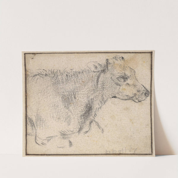 Study of a lying cow by Paulus Potter