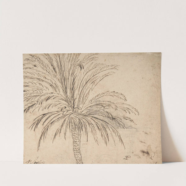 Study of a Palm Tree by Nicolas Poussin