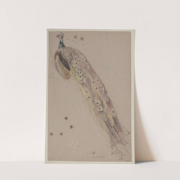 Study of a Peacock (1890) by Hans Thoma