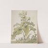 Study of a Plant (1712–74) by Christian Wilhelm Ernst Dietrich