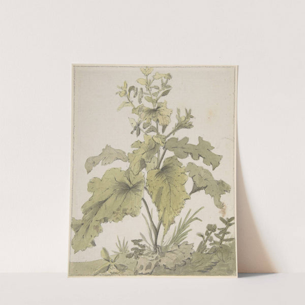 Study of a Plant (1712–74) by Christian Wilhelm Ernst Dietrich