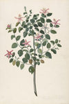 Study of a Plant with Red-Purple Flowers (Sebastiana africana purpurea)