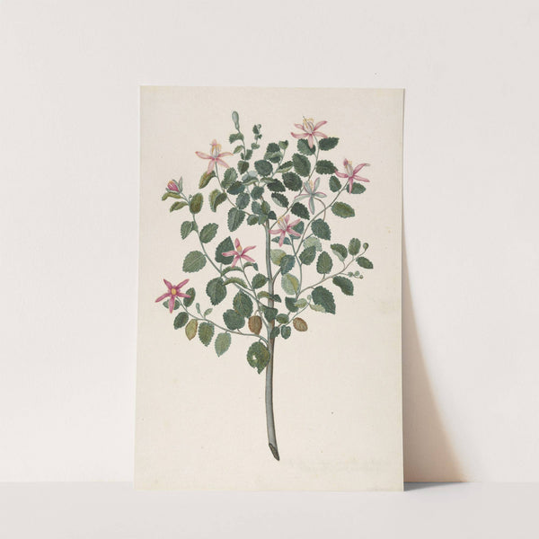 Study of a Plant with Red-Purple Flowers (Sebastiana africana purpurea) by Maria Monninckx