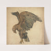 Study of a Plunging Eagle by James Ward