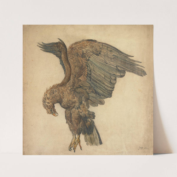 Study of a Plunging Eagle by James Ward