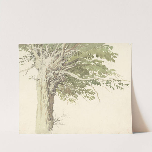 Study of a Pollarded Tree - a Willow by Edward Duncan