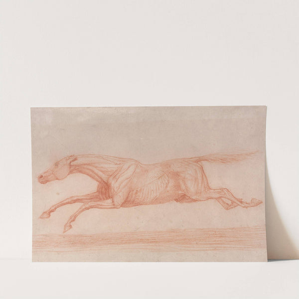 Study of a Racehorse in Action; Galloping to Left, a Semi-Anatomical Study, with Skin Flayed to Show Action of Muscles by George Stubbs