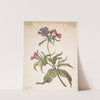 Study of a red catchfly (Lychnis hirsuta) by Herman Saftleven