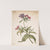 Study of a red catchfly (Lychnis hirsuta) by Herman Saftleven