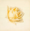 Study of a Rose