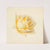 Study of a Rose by Paul de Longpre