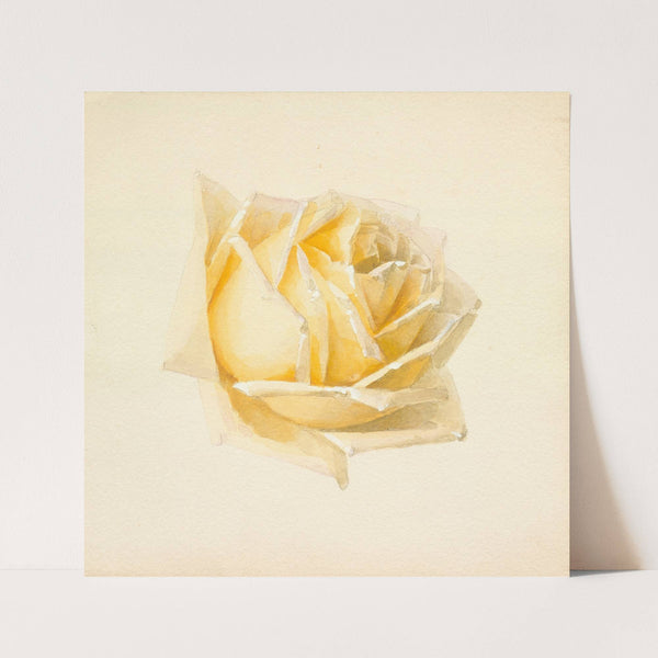 Study of a Rose by Paul de Longpre