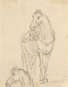 Study of a Saddled Horse and Horse’s Head