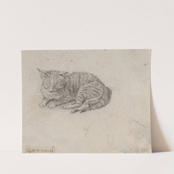 Study of a Sleeping Cat by Jan Miel