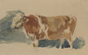 Study of a spotted ox