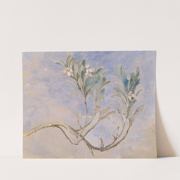 Study of a Sprig of a Myrtle Tree by John Ruskin